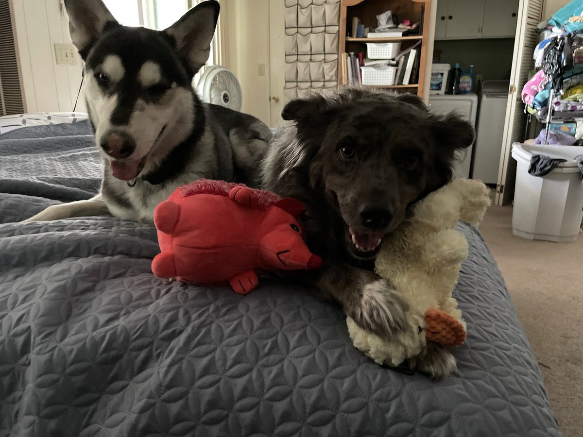 leftybrown's tweet photo. @SluggoDoug  Koda the Husky &amp; Pixel the Aussie Shepard would like to request Pet Shop Boys (the song with the dogs barking at the beginning) https://t.co/LW3rfr4lce