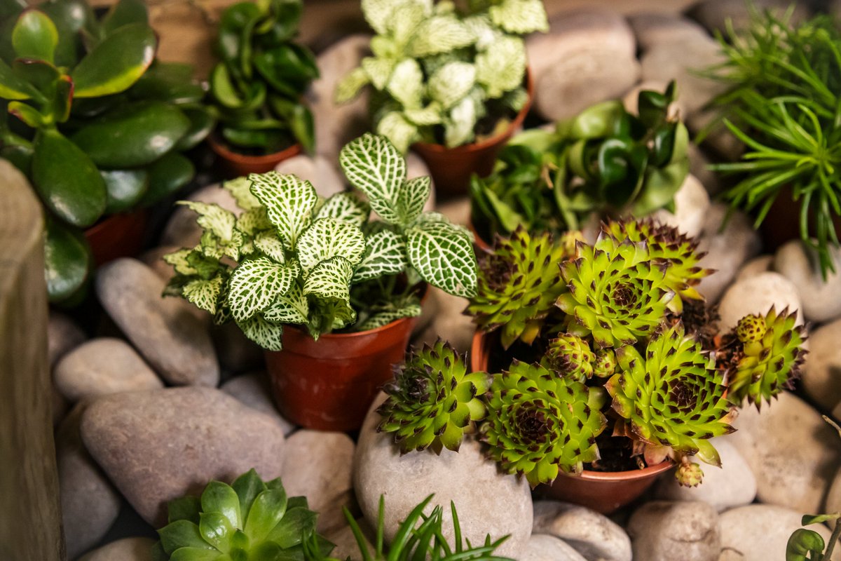 Drop-in plant swap! 🪴

Monday 4th September 11:30am - 1pm @ Buzz Stop

Swap your plant or cuttings and give your garden or plant collection a fresh, new look🌱

We will also be giving away our wonderful indoor plants that have been a part of the Buzz Stop indoor installation! 🦋