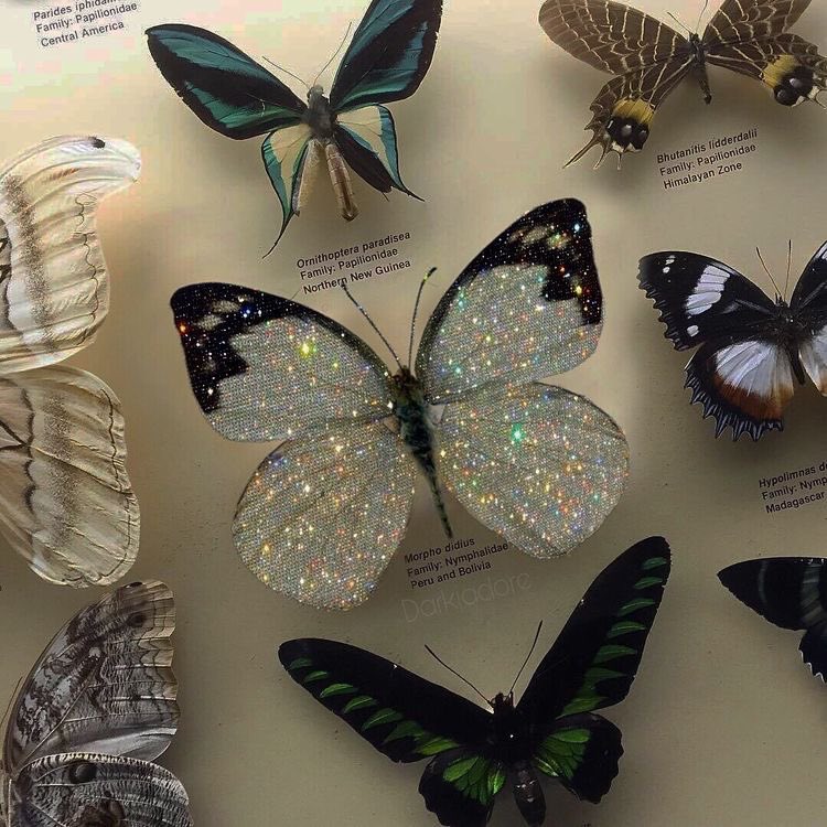 Butterflies are nature’s delicate art 🦋