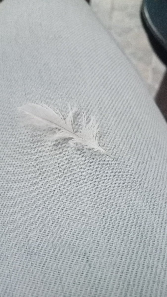 Medyumtarot's tweet photo. Şans tüyü gören tüm takipçilerime istediği dileği ışık hızında getirmesi dileğiyle https://t.co/Y2mbwi0Kq9