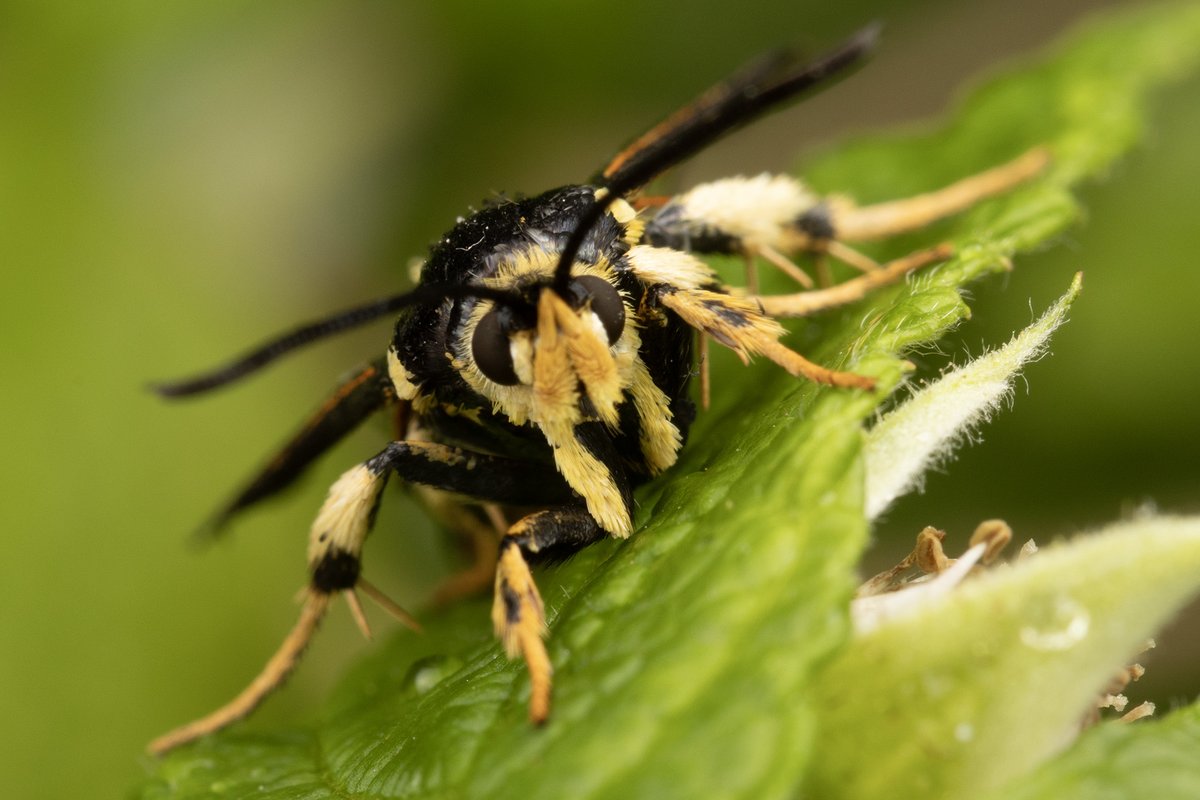 Entomological Society of Canada tweet media