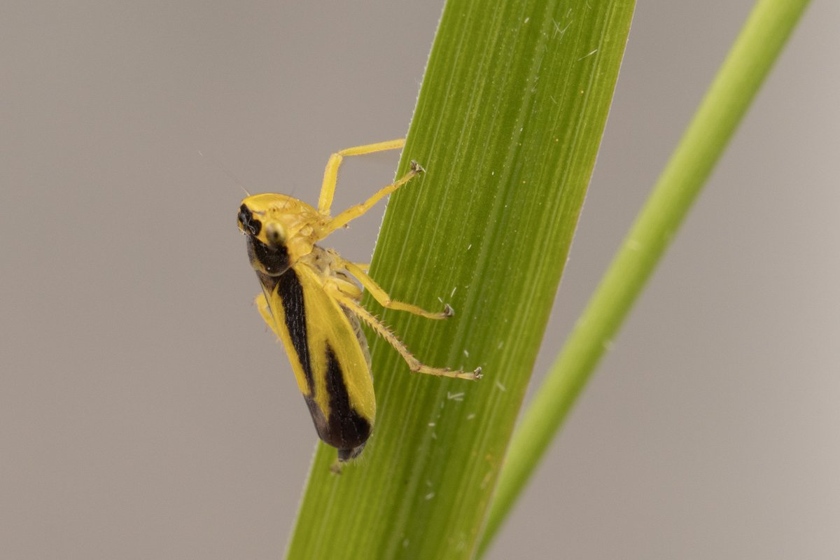 Entomological Society of Canada tweet media