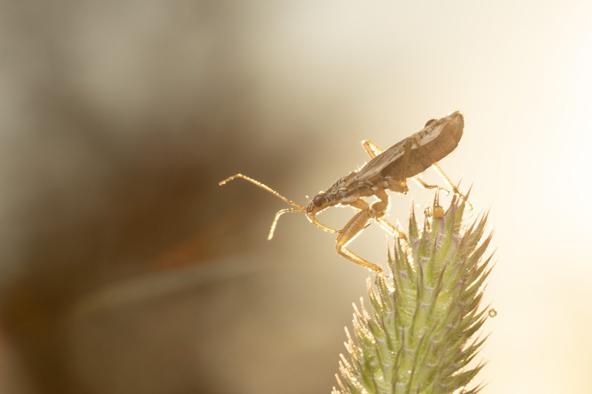 Entomological Society of Canada tweet media