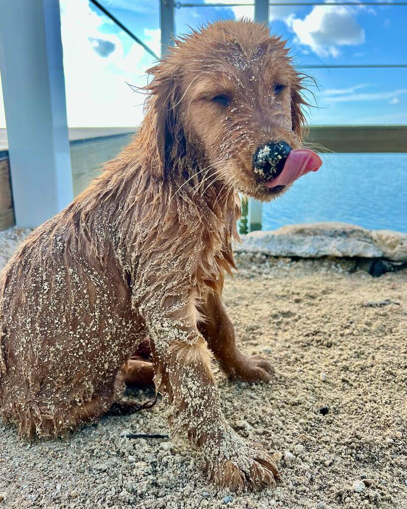 TheGoldenRatio4's tweet photo. Happy 4 Month birthday to Feta Cheese! You...sure do fit in well here 🤎 https://t.co/1tIG8Z8NQc