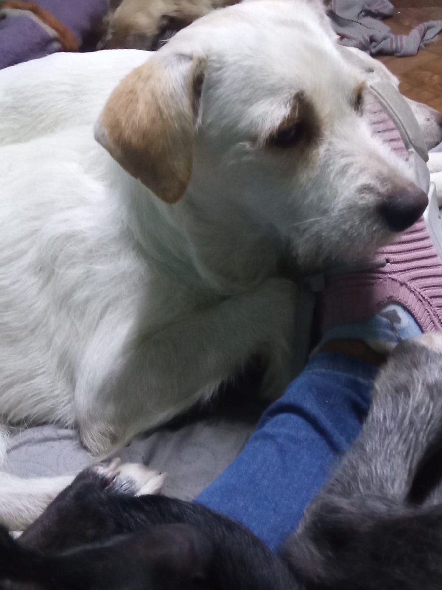 VIBRAmascotas's tweet photo. Coco sigue buscando una familia que lo quiera mucho durante toda su vida, es talla chica, tiene 1 año aprox, llegó siendo bebé, todos sus hermanos se fueron en adopción y el se quedó :( 
#rt #cdmx #adoptable #AdoptarSalvaVidas wats 5548724347 https://t.co/2GbGmI3m2u