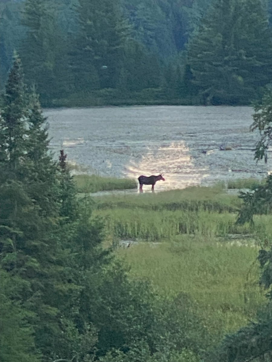 my friend sent me this picture she took of a moose on her vacation and it’s so breathtaking i want to achieve this level of peace