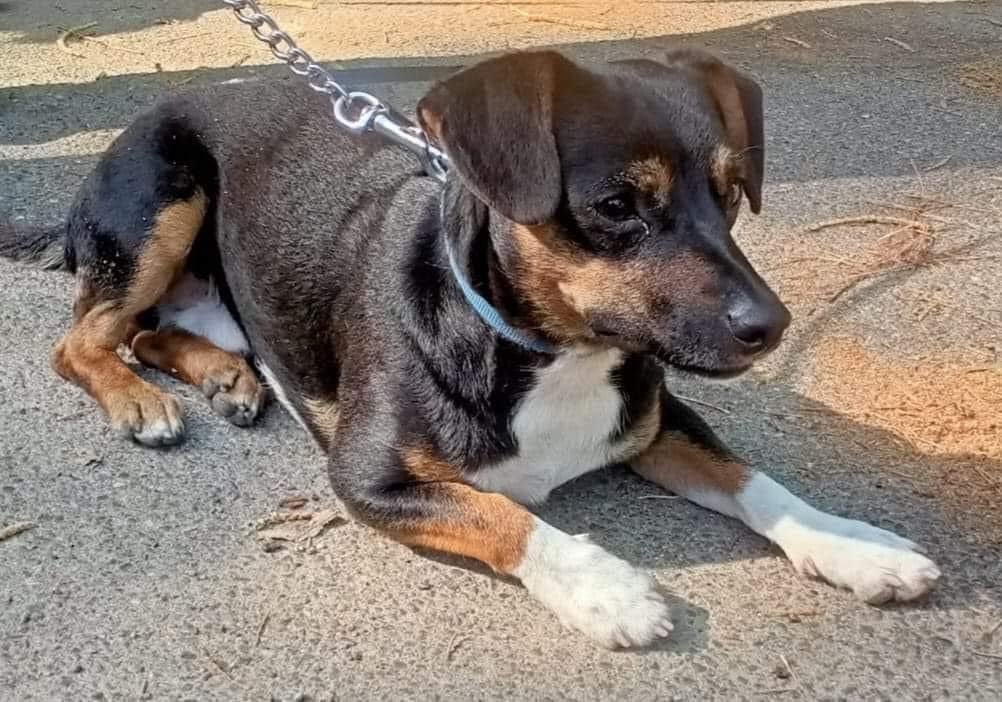 Luca_15_5's tweet photo. 🆘URGENTE 🆘
PROV DI COSENZA
SNOOPY 1 anno
Il CANILE PER LUI È UNA SOFFERENZA😭
È  MOLTO ATTIVO ABITUATO ALL’UOMO😍
TG PICCOLA 7 KG CASTRATO VACCINATO E CHIPPATO
NORMALE PROCEDURA con questionario e visita volontaria pre e post affido
HA GIÀ SOFFERTO ABBASTANZA ! 🥺💔
347 4348141 https://t.co/pTEJcD6OB1