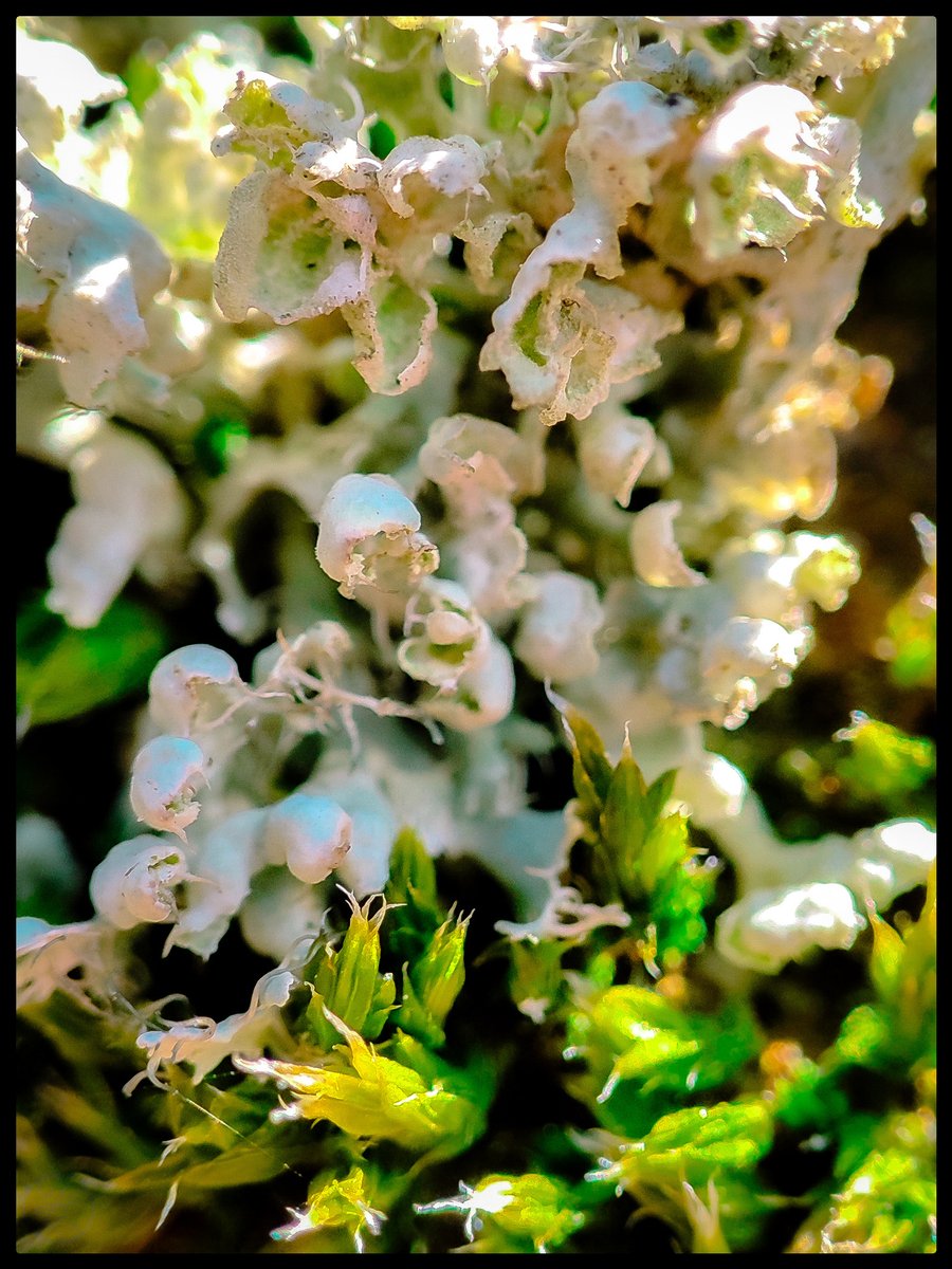 First Rain tweet media