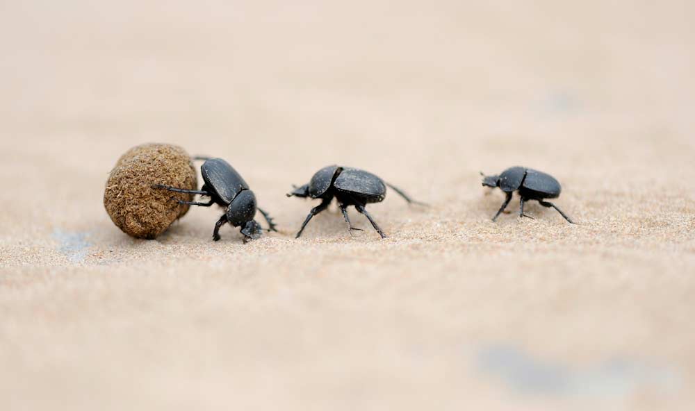 😲Para el biólogo Andrés Gómez-Cifuentes, “el superpoder de los escarabajos está en sus patas”. El investigador sostiene que su presencia hace posible la fertilidad de los suelos al ser capaces de transportar y transformar productos de desecho. 
👉 javeriana.edu.co/pesquisa/el-su…