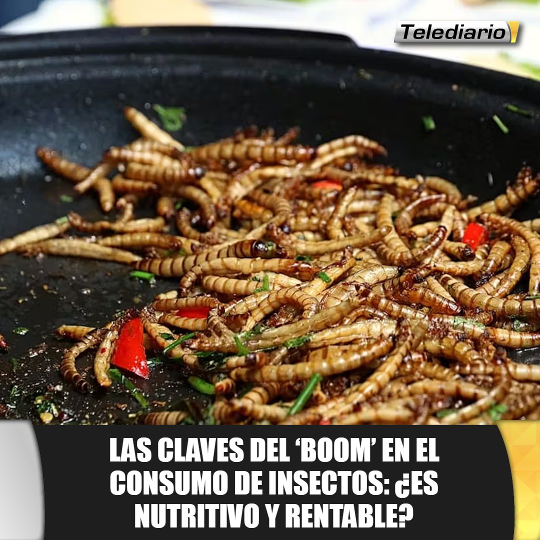 TelediarioGT's tweet photo. La #ingesta de #insectos se debe a sus #propiedades alimenticias, y presentan sabores deliciosos y diversos 😱➡ https://t.co/VxankHNXM9 https://t.co/wmNzcGYrDg