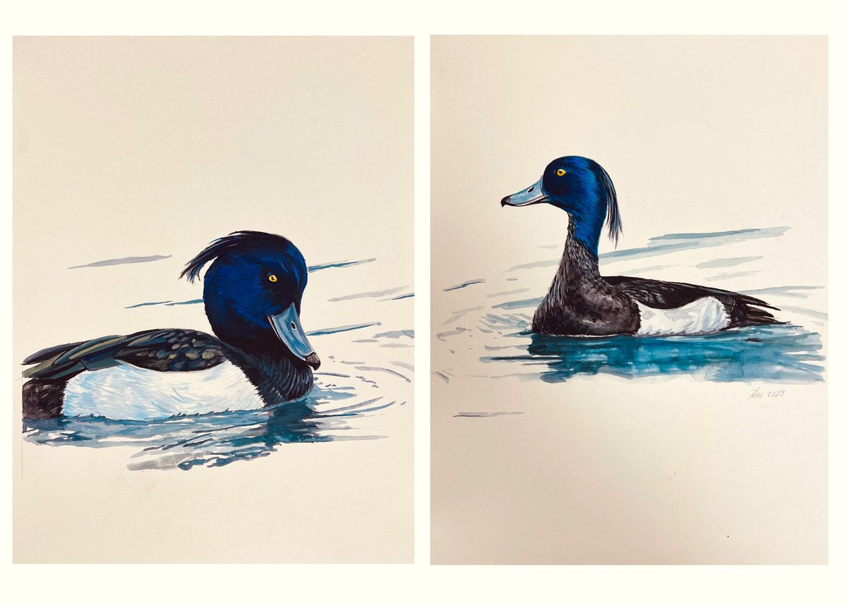 Haha gefopt. Ik maakte niet 1 werk maar 2 die naast elkaar eventueel 1 werk zou kunnen zijn. 

‘Kuifeenden’
Aquarelverf op papier (300 gr)
2 keer 30 x 40 cm 

Retweet is lief