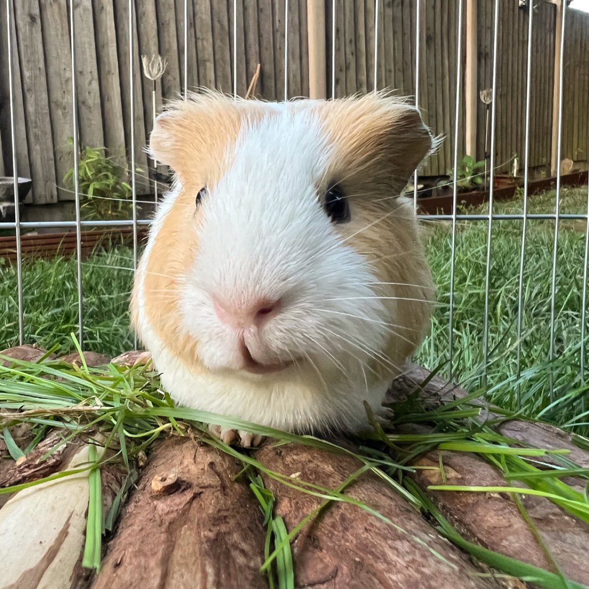 lucyspigs's tweet photo. Happy Tuesday ✨ #guineapig https://t.co/UZD0S5gfcy