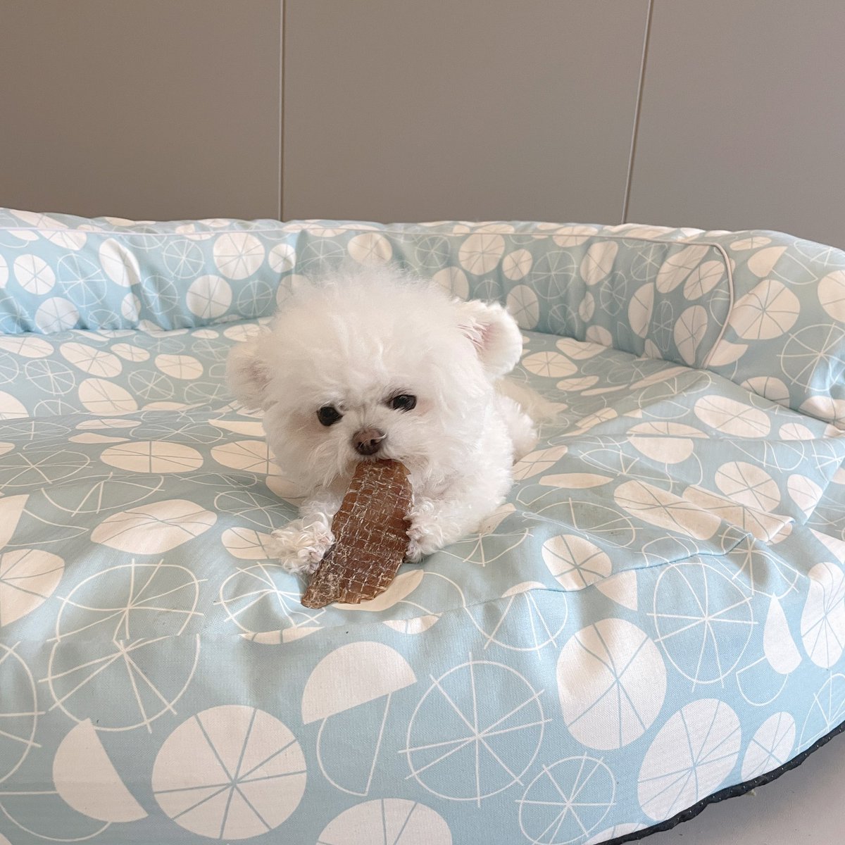 jdb_moon's tweet photo. 一只小北极熊熊

手是真的灵活，能用手抓着零食抱着吃，像水獭ʕ ᵔᴥᵔ ʔ https://t.co/ulR2RjxdDB