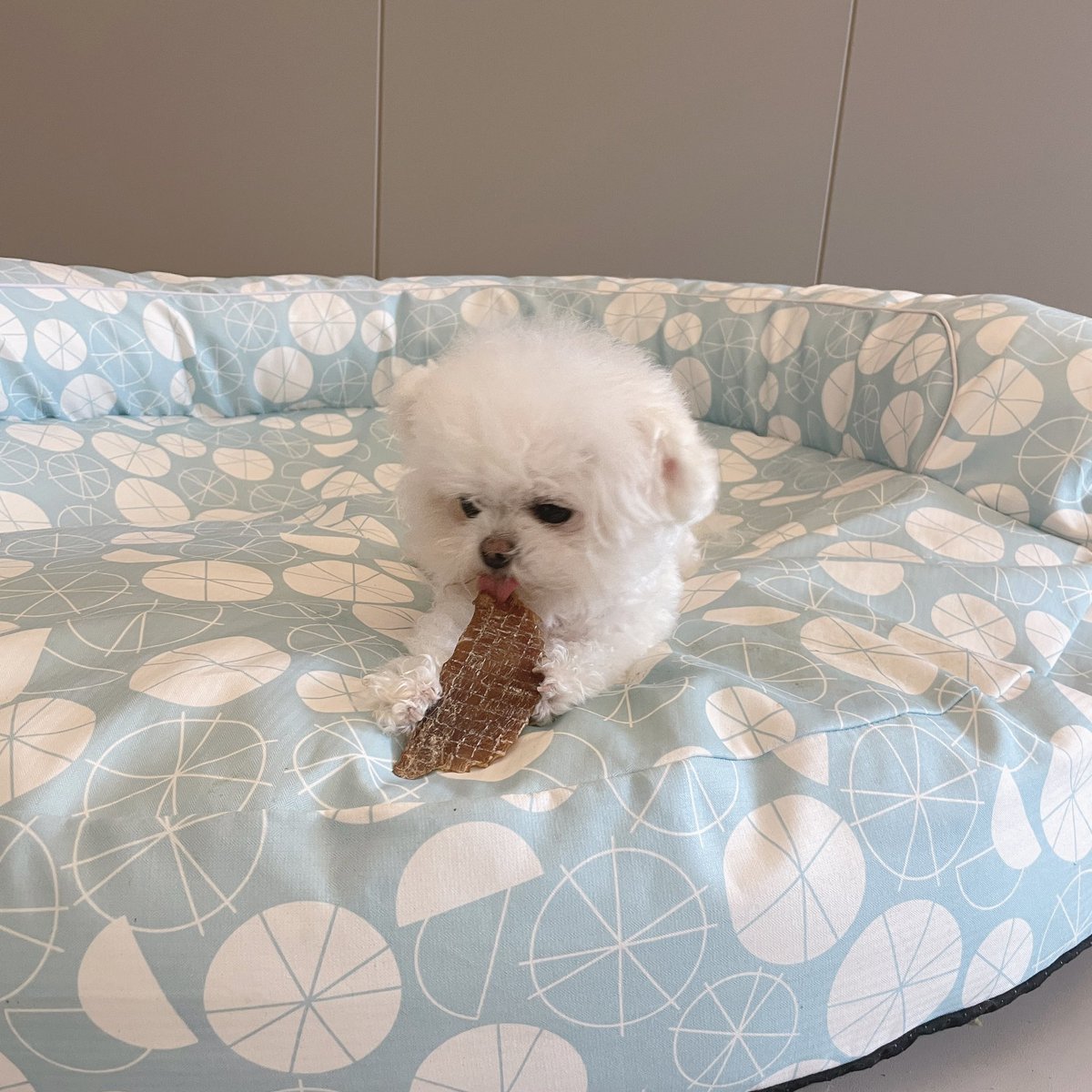 jdb_moon's tweet photo. 一只小北极熊熊

手是真的灵活，能用手抓着零食抱着吃，像水獭ʕ ᵔᴥᵔ ʔ https://t.co/ulR2RjxdDB