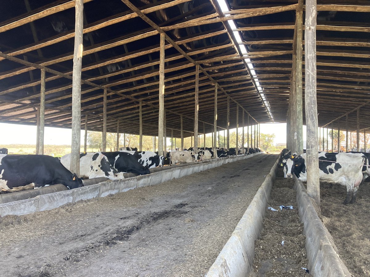 sns_uruguay's tweet photo. Gane tranquilidad en la salud de sus vacas con la inclusión del más completo #secuestrante de #micotoxinas en Uruguay en su dieta
#UnikePlus de @Adisseo
#WeAddMore https://t.co/1lNK2JbC5f