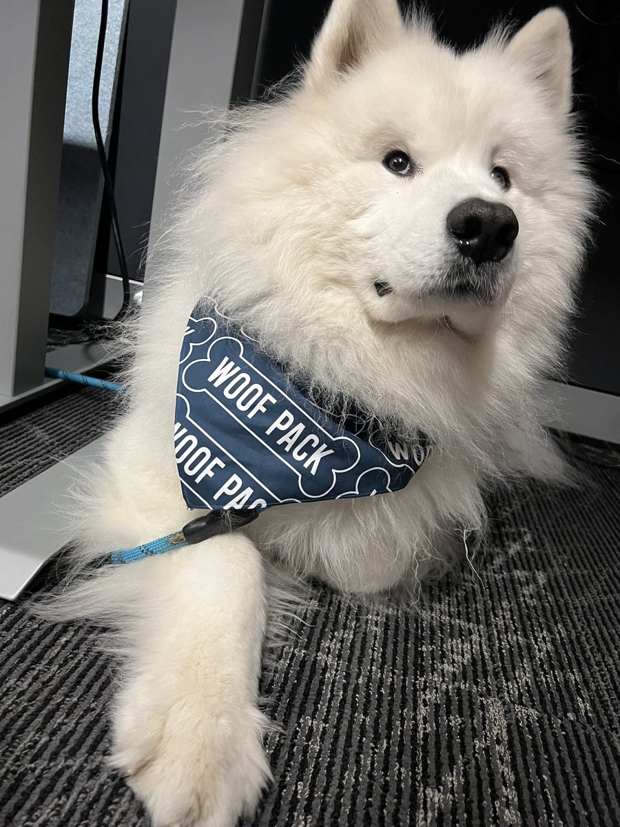 AlyshaPerisho's tweet image. Amazon Woof Pack #dogsofamazon