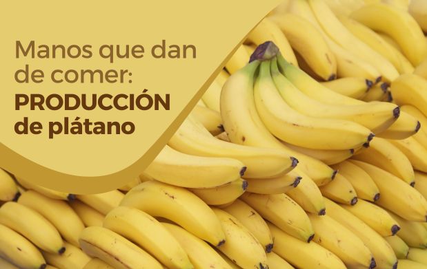 El licuado de plátano que te acompaña en las mañanas o el arroz con plátano a la hora de la comida tienen una historia detrás; hoy te presentamos todo lo que hay detrás de la producción de plátano.

¡No te pierdas nuestro blog! rebrand.ly/nrirxx1
#ElCampoNoSeDetiene