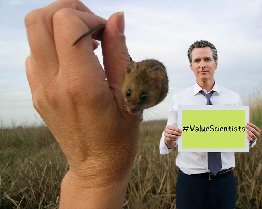 Sea level rise from global warming is predicted to flood coastal areas like the marshes around the SF Bay that support the endangered Salt Marsh Harvest Mouse. #CaStateScientists working to understand and reduce adverse effects deserve #PayEquityNow! #FlatGavin #ValueScientists