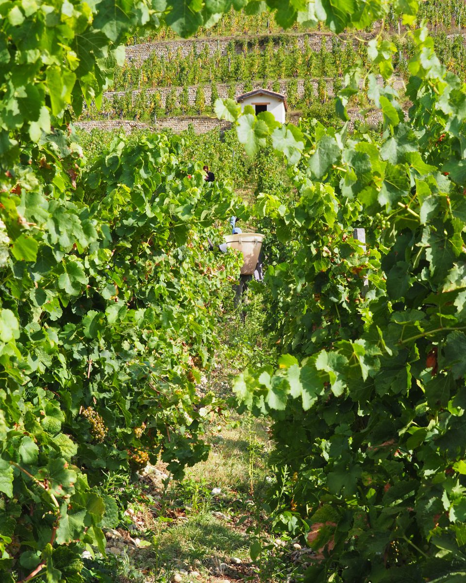 M_Chapoutier's tweet photo. Les #vendanges se poursuivent avec la récolte de notre Sélection #Parcellaire Le Méal blanc !
De belles #grappes de #Marsanne vont rejoindre la #cuverie afin de nous offrir un superbe #millésime 2023 !
#chapoutier #mchapoutier https://t.co/8TPDOAyUv2