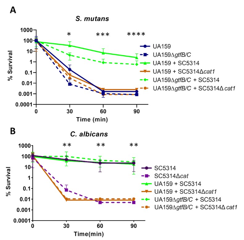 Co-infection with Streptococcus mutans &amp; Candida albicans results in aggressive forms of dental caries. This #mSphere study shows that catalase produced by C. albicans protects S. mutans from H2O2 stress, revealing a novel synergistic interaction. asm.social/1pe