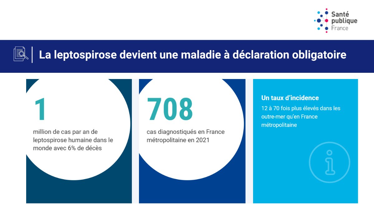 [#Leptospirose] Cette maladie transmissible de l’animal à l’homme, est  inscrite depuis le 24 août 2023 sur la liste des maladies à déclaration obligatoire. 
➡️ Tout savoir sur la maladie, le signalement des cas et les gestes à adopter pour se protéger 
👉santepubliquefrance.fr/les-actualites…