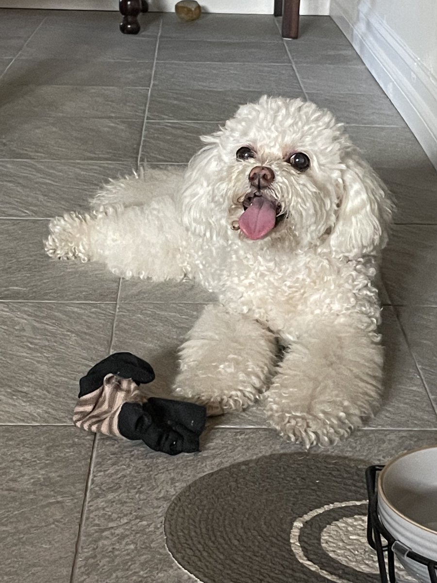 SuperBellaB1's tweet photo. Happy #TOT 💕😘🐾
#dogsontwitter #dogsoftwitter https://t.co/DbfO51pbsY