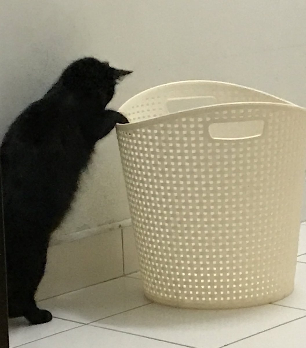 spookysponk's tweet image. veri … buzy …