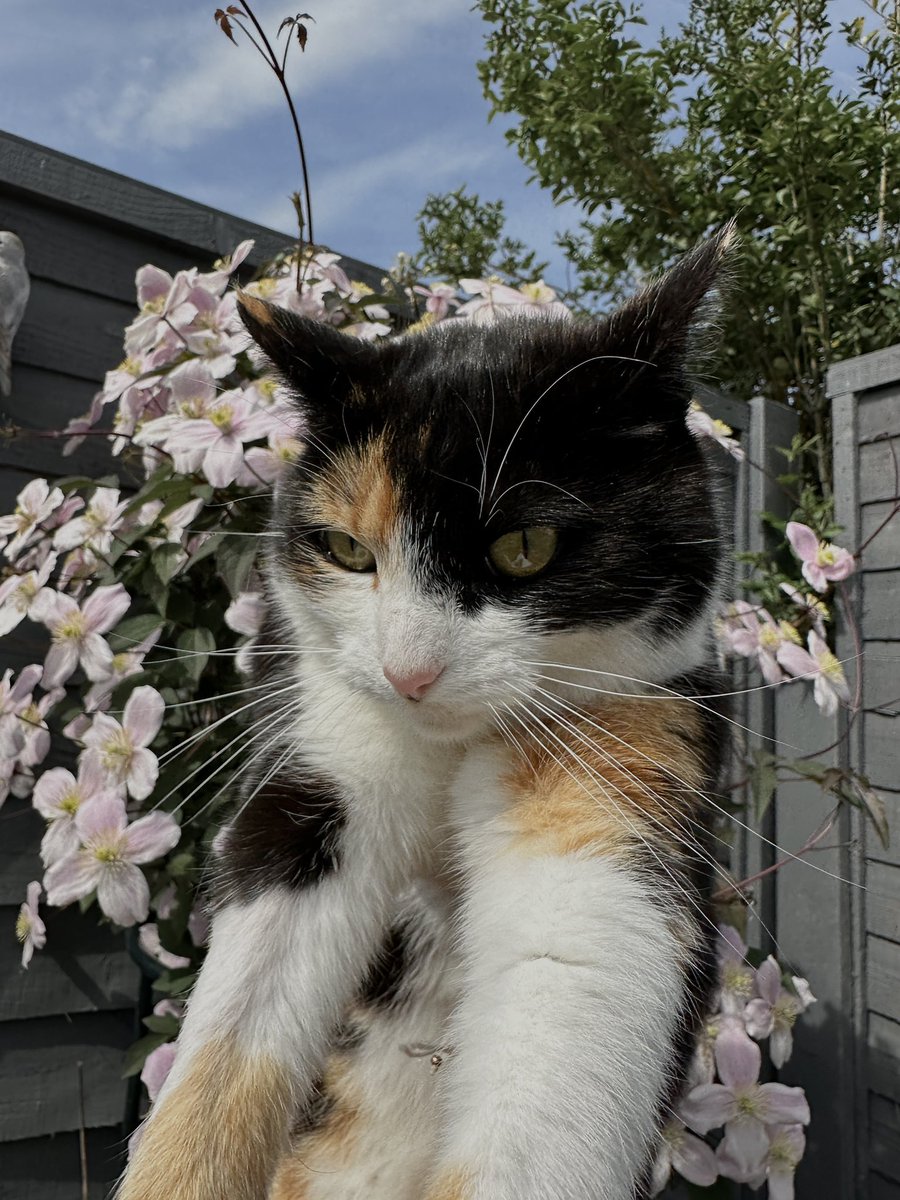 alecsandra_ugc's tweet photo. @SociallyAmy30 I would love to be part of this 💕 My cat Oscar absolutely loves the camera. Here’s my portfolio: https://t.co/b6UebYAq0Z https://t.co/OyGKHBBpQd