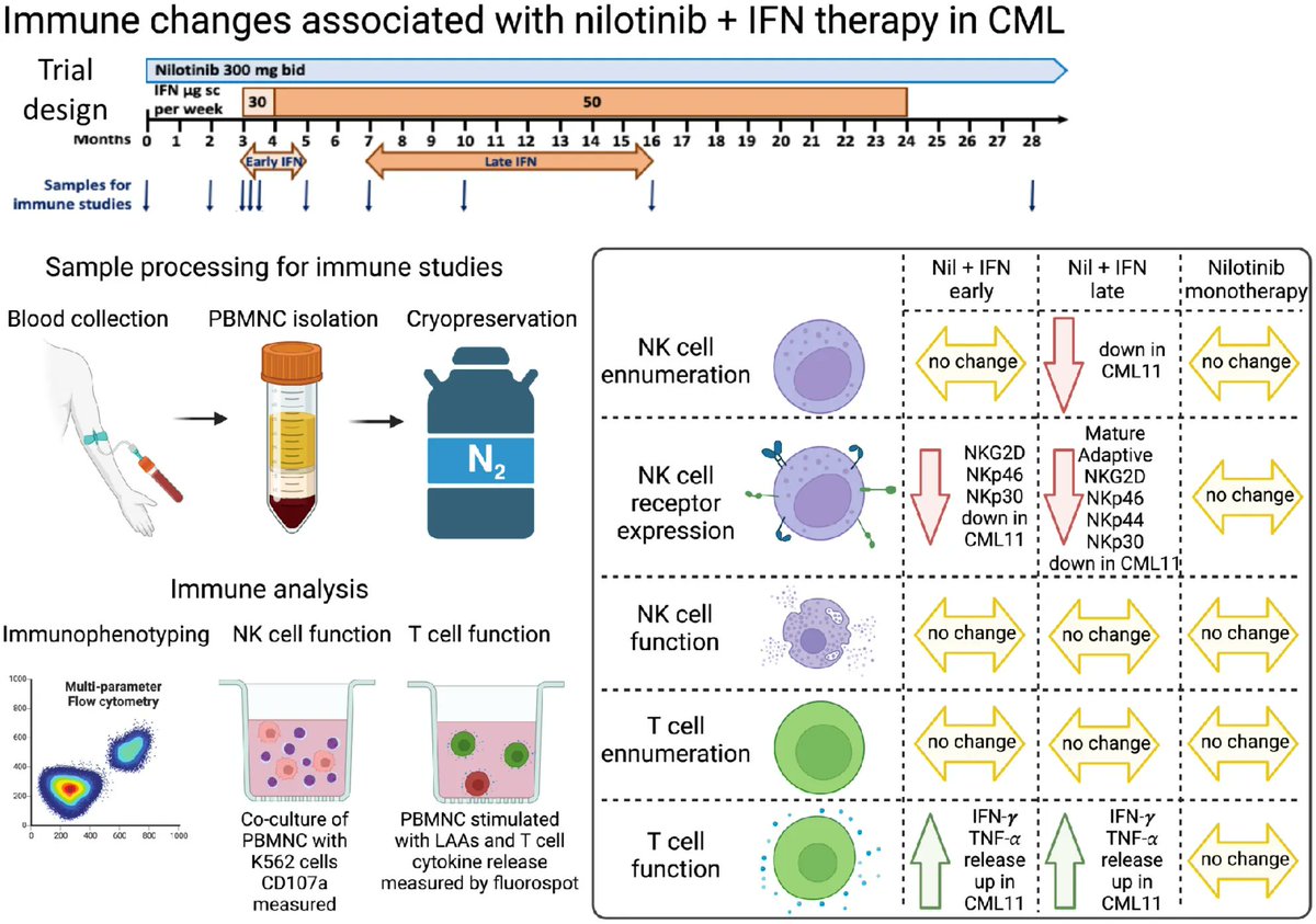 British Journal of Haematology (@brjhaem) on Twitter photo Adding interferon to tyrosine kinase inhibitors to improve deep molecular response and potentially treatment-free remission rates in chronic-phase CML patients is under active investigation. Irani et al examine this complex immunobiology <a href="/Yaz_Sci/">Dr Yazad Irani</a> onlinelibrary.wiley.com/doi/10.1111/bj… #leusm Adding interferon to tyrosine kinase inhibitors to improve deep molecular response and potentially treatment-free remission rates in chronic-phase CML patients is under active investigation. Irani et al examine this complex immunobiology <a href="/Yaz_Sci/">Dr Yazad Irani</a> onlinelibrary.wiley.com/doi/10.1111/bj… #leusm