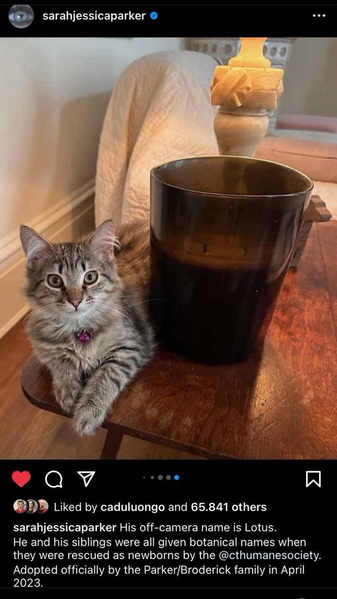 Phoebe1_'s tweet photo. Sarah Jessica Parker adopted Shoe in real life๐ His name is Lotus. #looove ๐๐ป ๐ฅฐ #AndJustLikeThat https://t.co/KMttQPoH2C