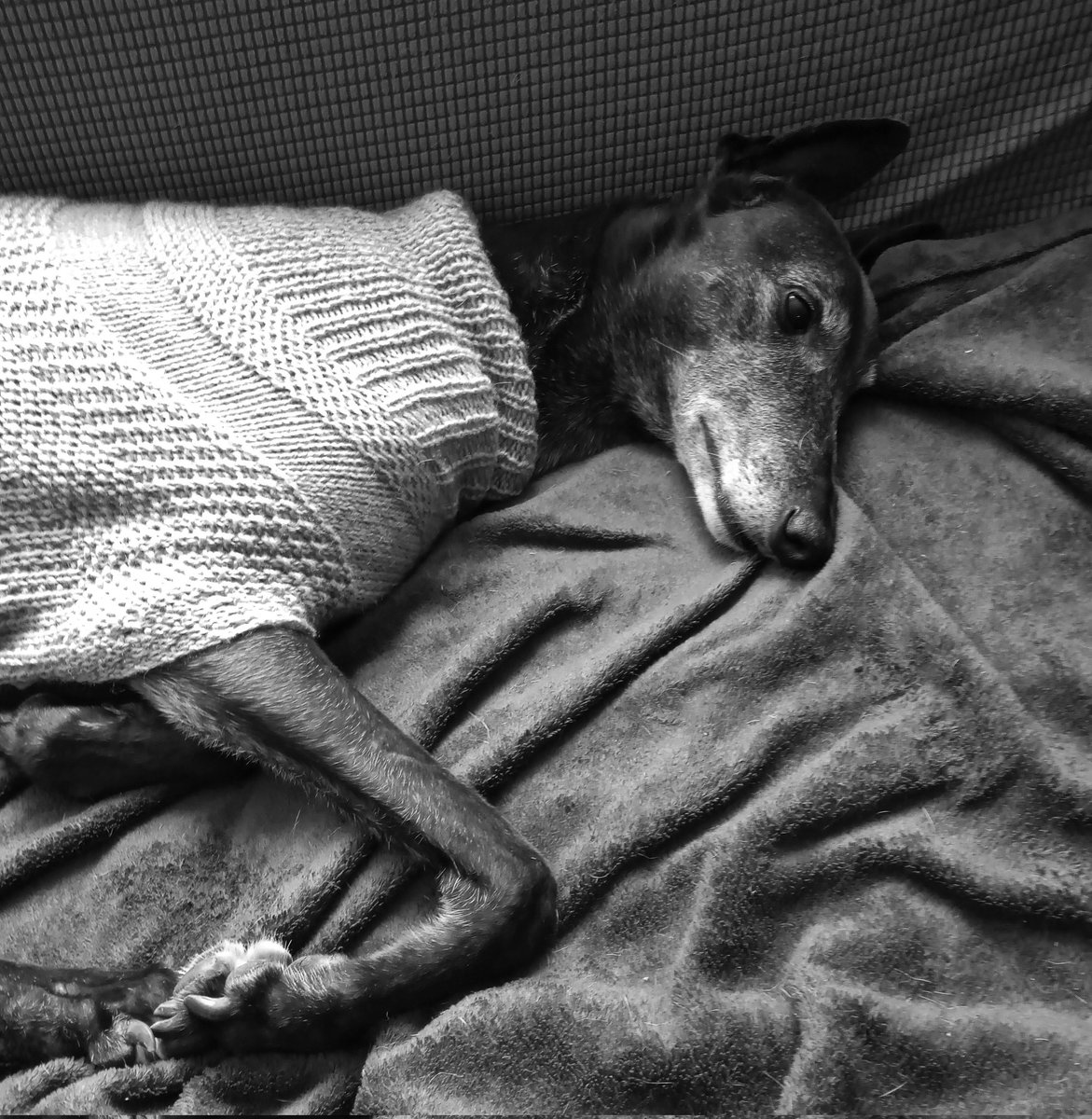 @Jura_Harris This is Ronnie (Barker) Two years raced and exploited. Dumped. Eight years spoilt and loved. #NationalRescueGreyhoundWeek #NationalGreyhoundWeek