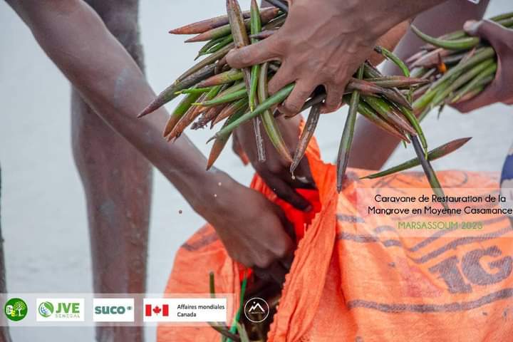 eco_tribune's tweet photo. Caravane de restauration de la mangrove organisée par @green_sedhiou et @Jve_Senegal. Étape Marsassoum terminée avec succès !
_17 500 propagules replanter
#ClimateActionNow
#Senegal #projet_acfao #changementclimatique #interpares #reboisement #YouthForClimateAction #COP28UAE https://t.co/4A1idqXyL3