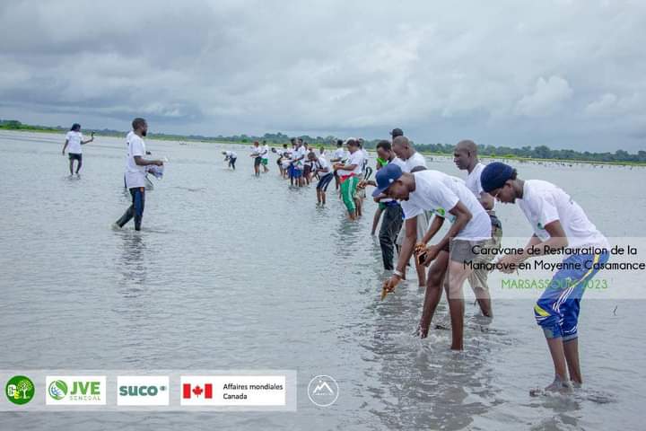eco_tribune's tweet photo. Caravane de restauration de la mangrove organisée par @green_sedhiou et @Jve_Senegal. Étape Marsassoum terminée avec succès !
_17 500 propagules replanter
#ClimateActionNow
#Senegal #projet_acfao #changementclimatique #interpares #reboisement #YouthForClimateAction #COP28UAE https://t.co/4A1idqXyL3
