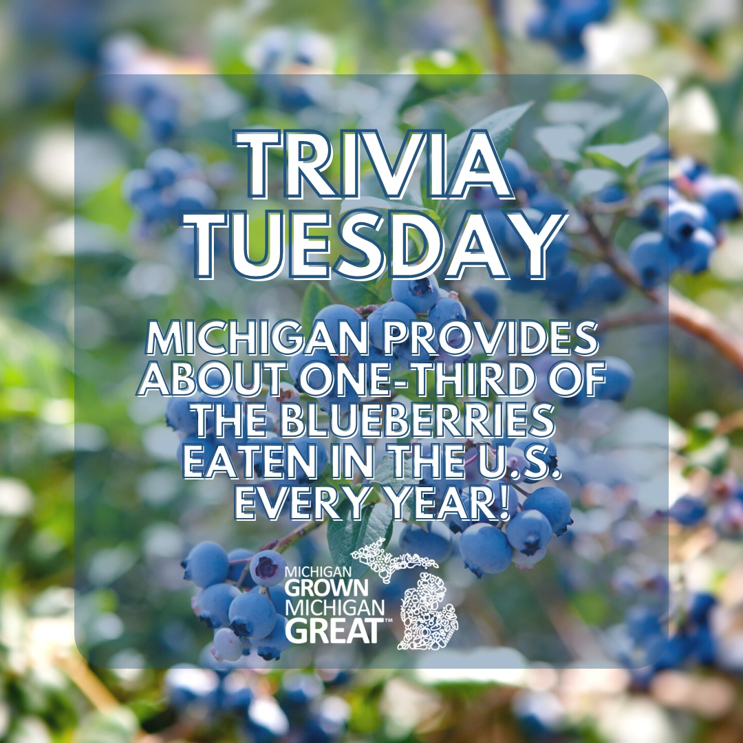 MichAgCouncil's tweet photo. Berry excited to share some juicy knowledge with you! 🫐 Did you know that blueberries are the OG brain food? They're not just "blue-tiful," they're packed with antioxidants. 🧠🍇 #BerrySmart #MichiganAF #TriviaTuesday https://t.co/pNh0Kj6agm