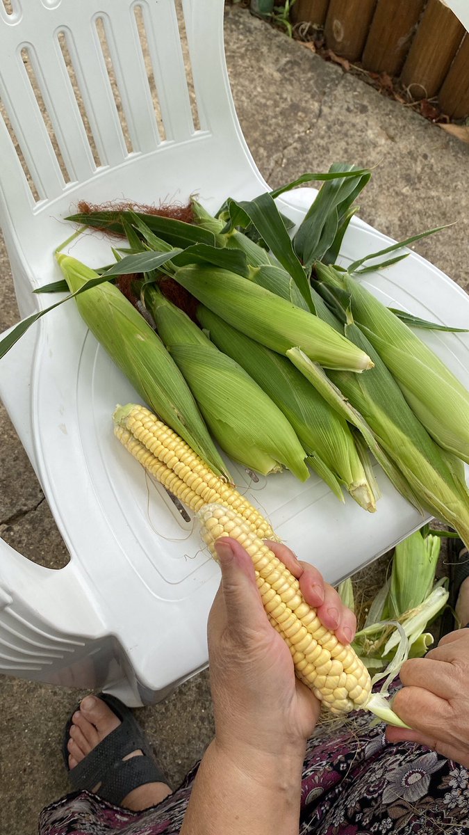 intothewildJMC's tweet photo. Sweetcorn barbecue https://t.co/4AUAobNy4G