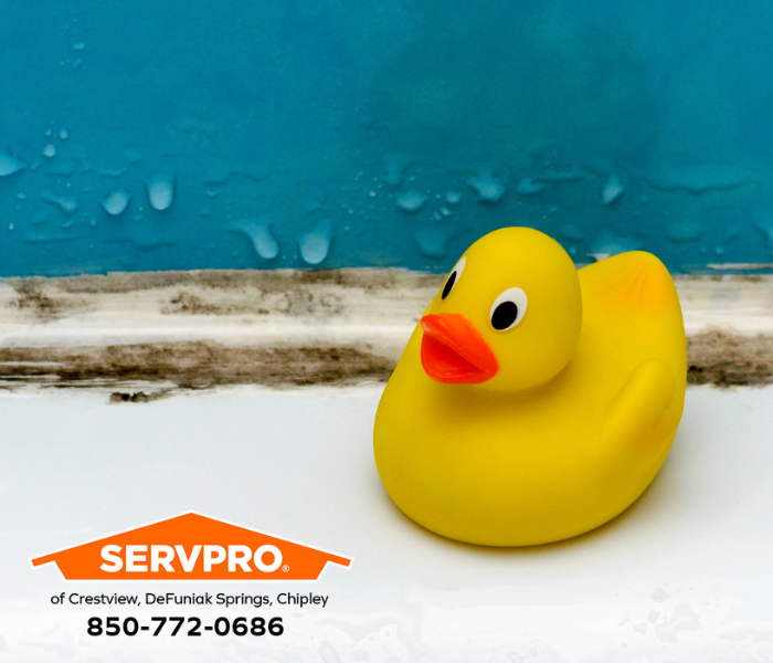 Mold Outbreak Discovered in Crestview Home? We are trusted leaders in mold remediation services in Okaloosa County. #SERVPRO #SERVPROofCrestviewDefuniakSpringsChipley #HeretoHelp #LikeItNeverEvenHappened #waterdamage #firedamage #propertydamage