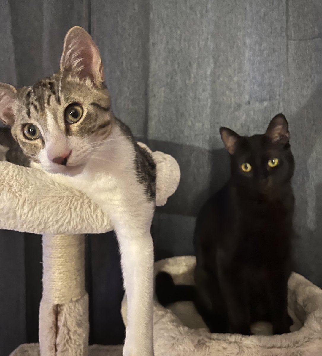 tony🦋 tweet media