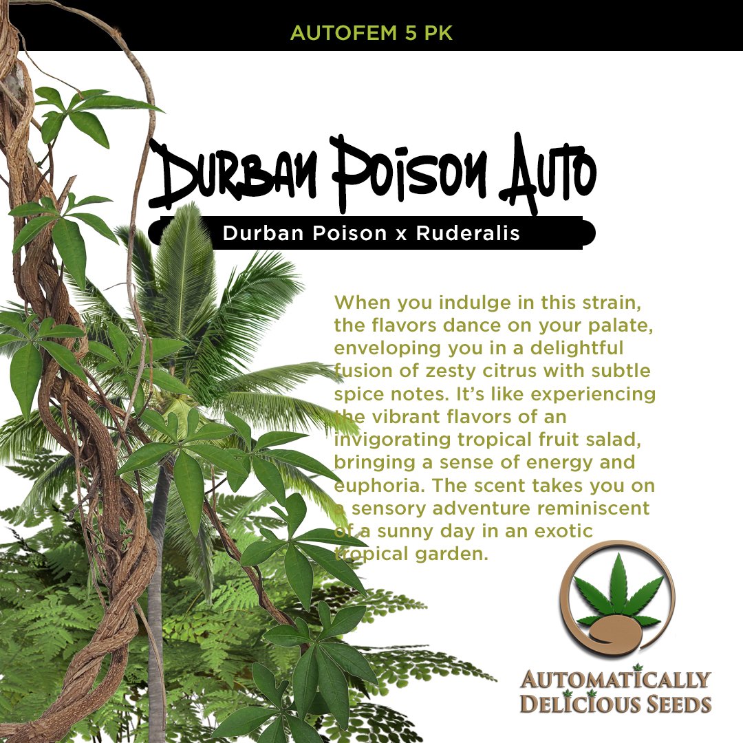 AutoDelish's tweet image. Get ready to indulge in sweet citrus and hints of spice: bit.ly/auto-delish-se… 

#Cannabis #CannabisCommunity #cannabislife #420community #420friendly #420Life #cannabisgrowers #seedsherenow #Bitcoin #Crypto #autodelish