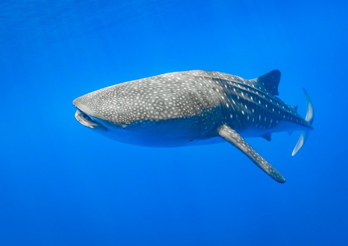 Happy international whale shark day. 🐳🦈 The whale shark (Rhincondon typus) is the largest fish in our oceans with the biggest recorded individual measuring 18.8m! 😮 We are lucky to see whale sharks in a lot of our marine park networks. 📸 Credit: Wondrous World Images