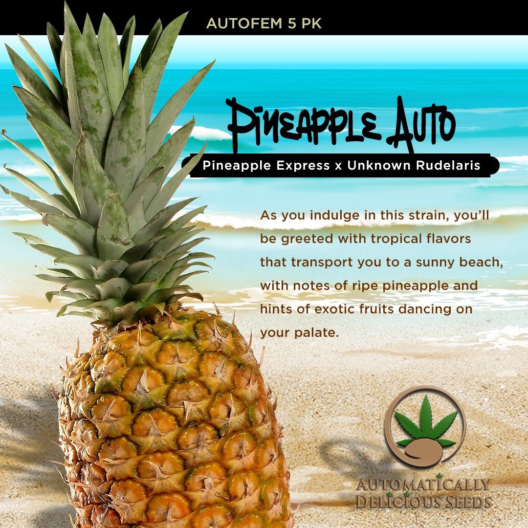 AutoDelish's tweet image. A strain that’s a true vacation for the senses! bit.ly/pineapple-auto

#Cannabis #CannabisCommunity #cannabislife #420community #420friendly #420Life #cannabisgrowers #seedsherenow #Bitcoin #Crypto #autodelish