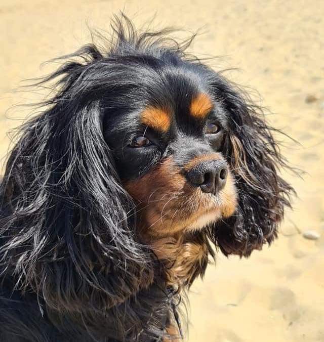 Three years ago today, this beautiful boy bound into our lives, and he has made us smile every day .even the Naughty Days #blisscavalierrescue