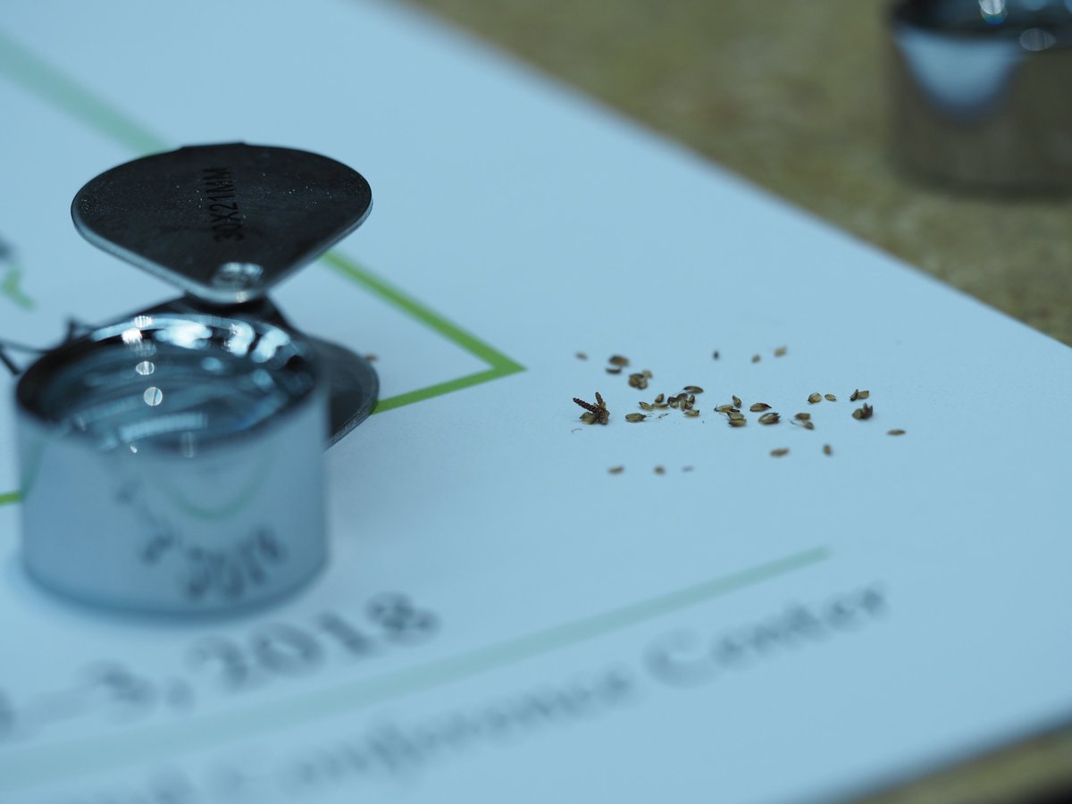 The 2023 PA Botany Symposium includes workshops on Dichanthelium, winter woody plants, bryophytes, wetland plants, invasive species &amp; look-alikes, and plant fossils!  Led by great folks including <a href="/NorrisMuth/">Norris Muth</a> <a href="/mossman2000/">Mossman</a> <a href="/RadioGondwana/">Peter Wilf</a> pabotany.org/2023-symposium…