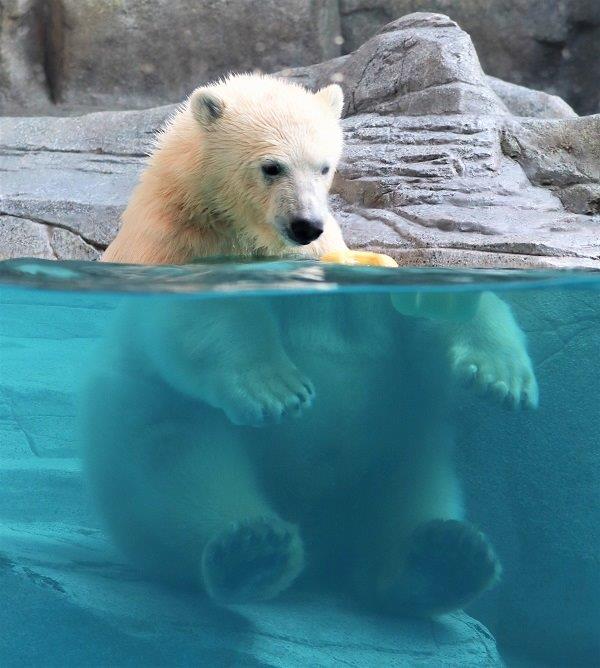 【フブキ思い出】
生後9ヶ月のフブキ♡（2）
座る！岩も水も気持ちいいのだ！
＃ホッキョクグマ ＃フブキ #男鹿水族館GAO