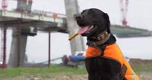 #DogNews: How a cute dog is helping build a record-breaking bridge at Ontario-U.S. border
READ MORE: bit.ly/3R3ozNF
.
#dogoftheday #WorkingDog #cutedog #labarador #GordieHoweBridge #wildlife #Construction #Stunning #viralvideo