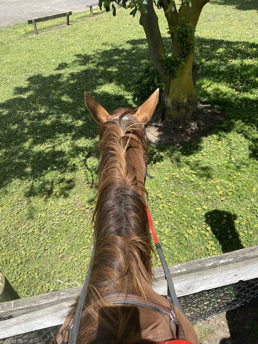 aryanejesusfer2's tweet photo. How  far one can go is not a question of two feet, but of  ambition.#horseback #horse #paard #instahorse #horsesplanet  #dressagerider #ridinglesson #horsetraining #horseriders #equestrianblog  #equestrianstyle #jumpinghorse #horsejumping #horselife  #horsesofinstagram https://t.co/YfKT90q4MG
