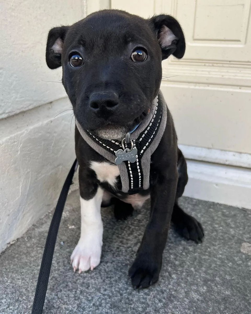 This is Zorro. He's been missing one of his socks since before he can remember. You haven't seen it have you? Really hopes it turns up soon. 12/10