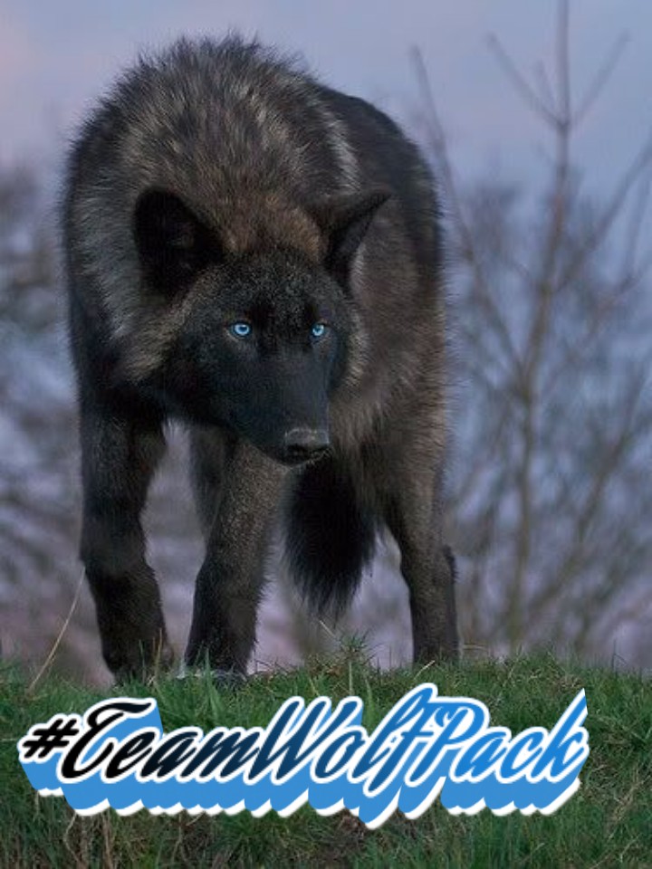 #TeamWolFPack🐺
★@NiteWolF_1
@Hapalochlaena2
@MarthaCandia21
@botagain
@Jemaco40
@ALESXIA_1 
@JIMENAC__
★@PackWolF_1
@MARTHA_CAN2
@Nature_moni
@Zegdie
★@45Scooby2 
@TOP_ANAHI 
@2Ava6 
@KitKat_44_ 
@SHAYEXR 
★@Ashes2Angels 
@Shyeelle 
@AMARALL_82 
@enaidre 
★@moni_dollnature