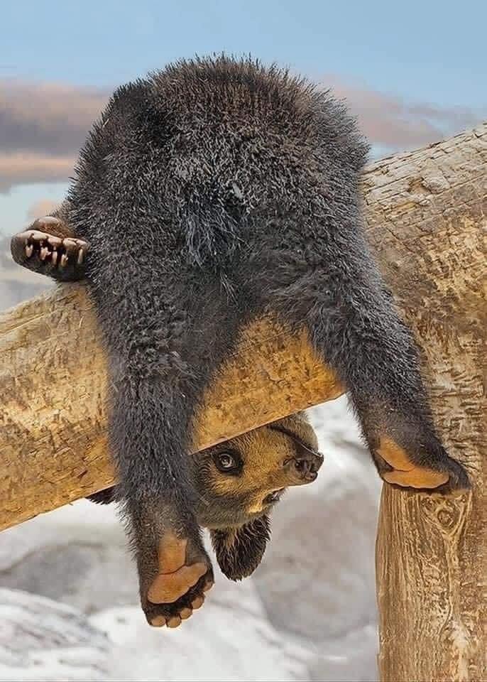 Bear CLAW (Center for Learning and Writing) tweet media