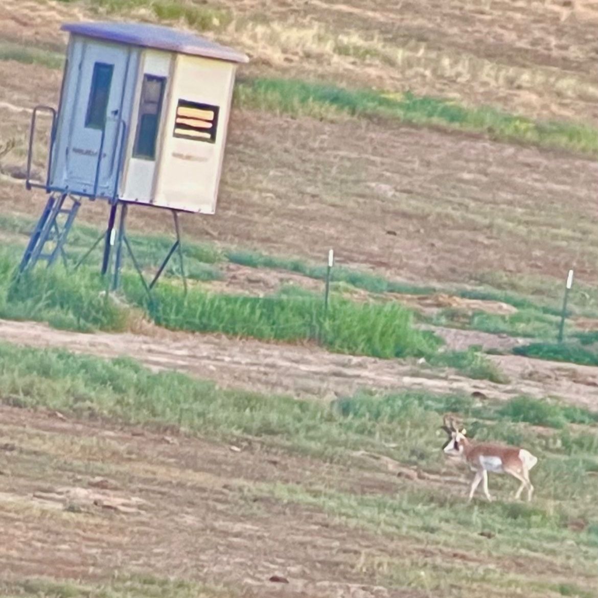 FredEichler's tweet photo. Guiding is an emotional roller coaster.  Exciting when you see bucks going towards a client; heartbreaking when they miss or the animal doesn’t come in. 

@MuddyOutdoors 

 #everythingeichler #fulldrawoutfitters #gomuddy #boxblind https://t.co/cAG90fZsCD