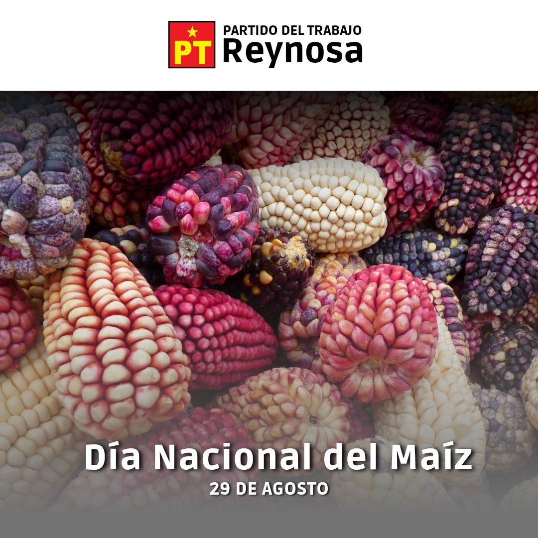 PTReynosaOf's tweet photo. 🔴Hoy se conmemora el #DíaNacionalDelMaíz🌽, un gran recordatorio sobre la importancia de este grano base de la cultura y alimentación mexicana.🇲🇽

#PTes4T⭐ https://t.co/K9tBy8ramK
